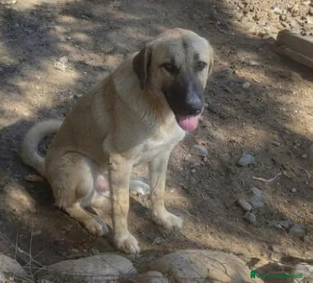 Meticcio cani in regalo: Bellissima pastorina rimasta sola in recintoSARDEE - Annuncio 1