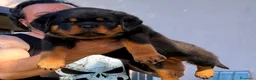 Rottweiler cani in vendita: Rottweiler cuccioli con pedigree  - Annuncio 10
