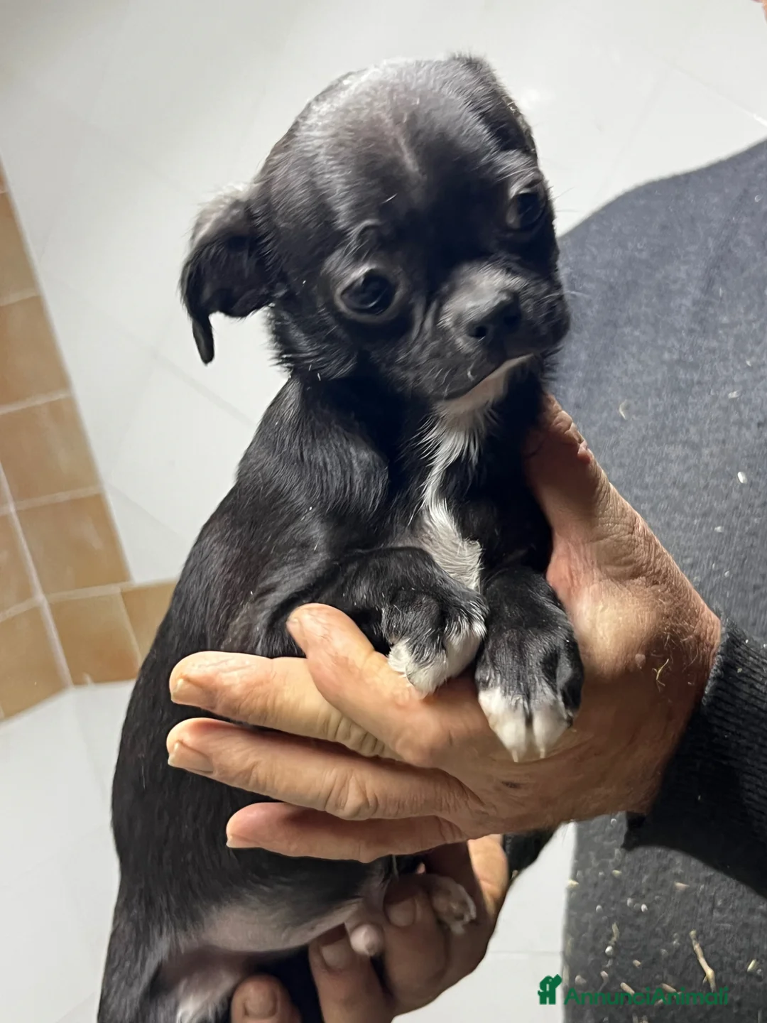 Chihuahua cani in vendita: Chihuahua - Annuncio 2