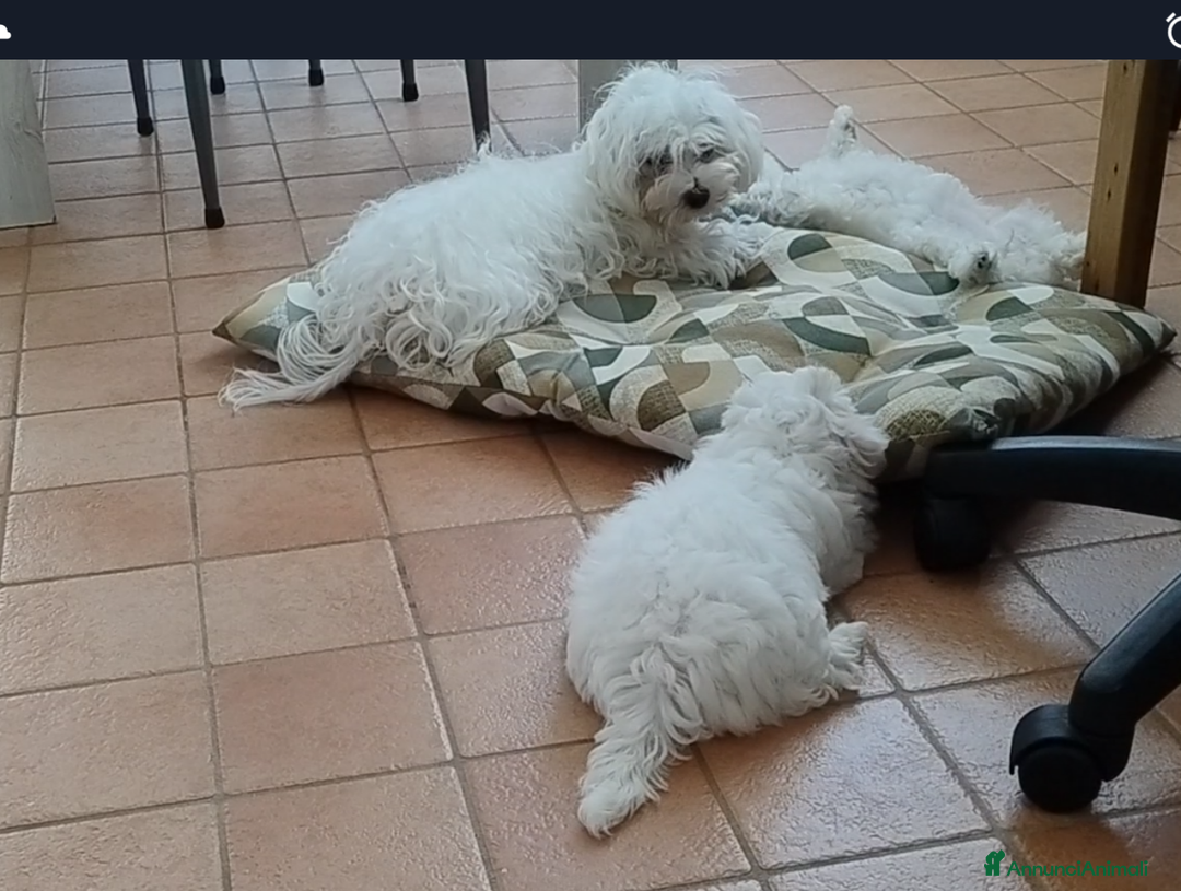 Maltese cani in vendita: Cuccioli di Maltese  - Immagine 6