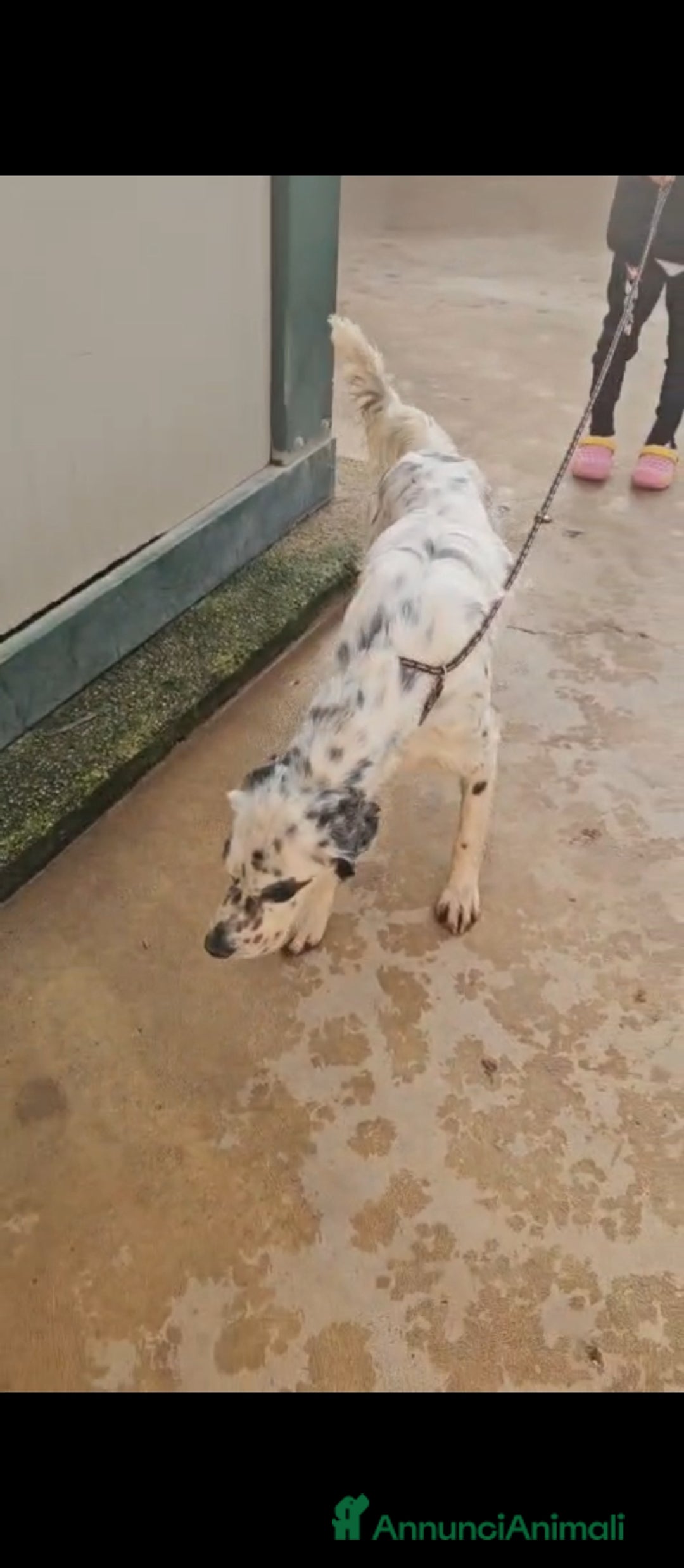 Setter Inglese cani in regalo: Zeus: giovane setter socievole equilibrato  - Annuncio 3