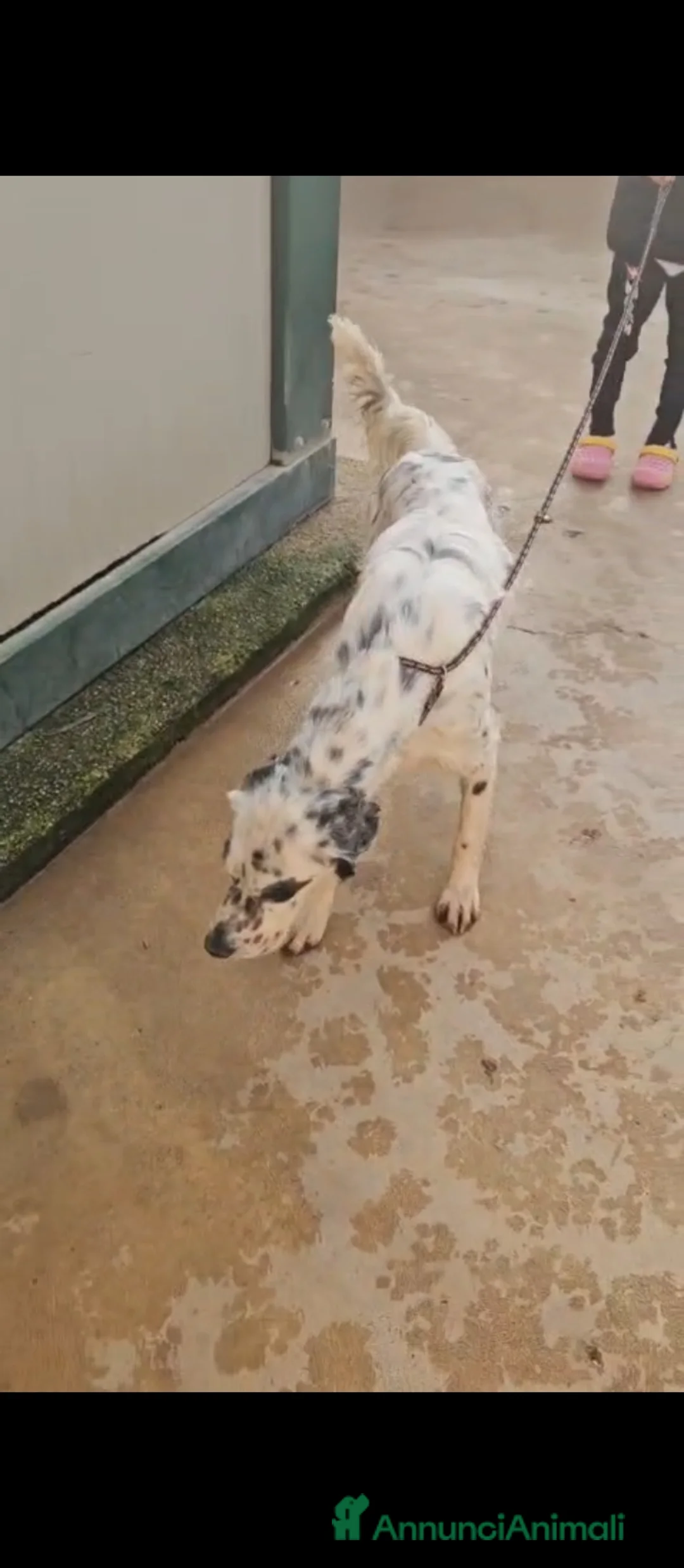 Setter Inglese cani in regalo: Zeus: giovane setter socievole equilibrato  - Annuncio 5