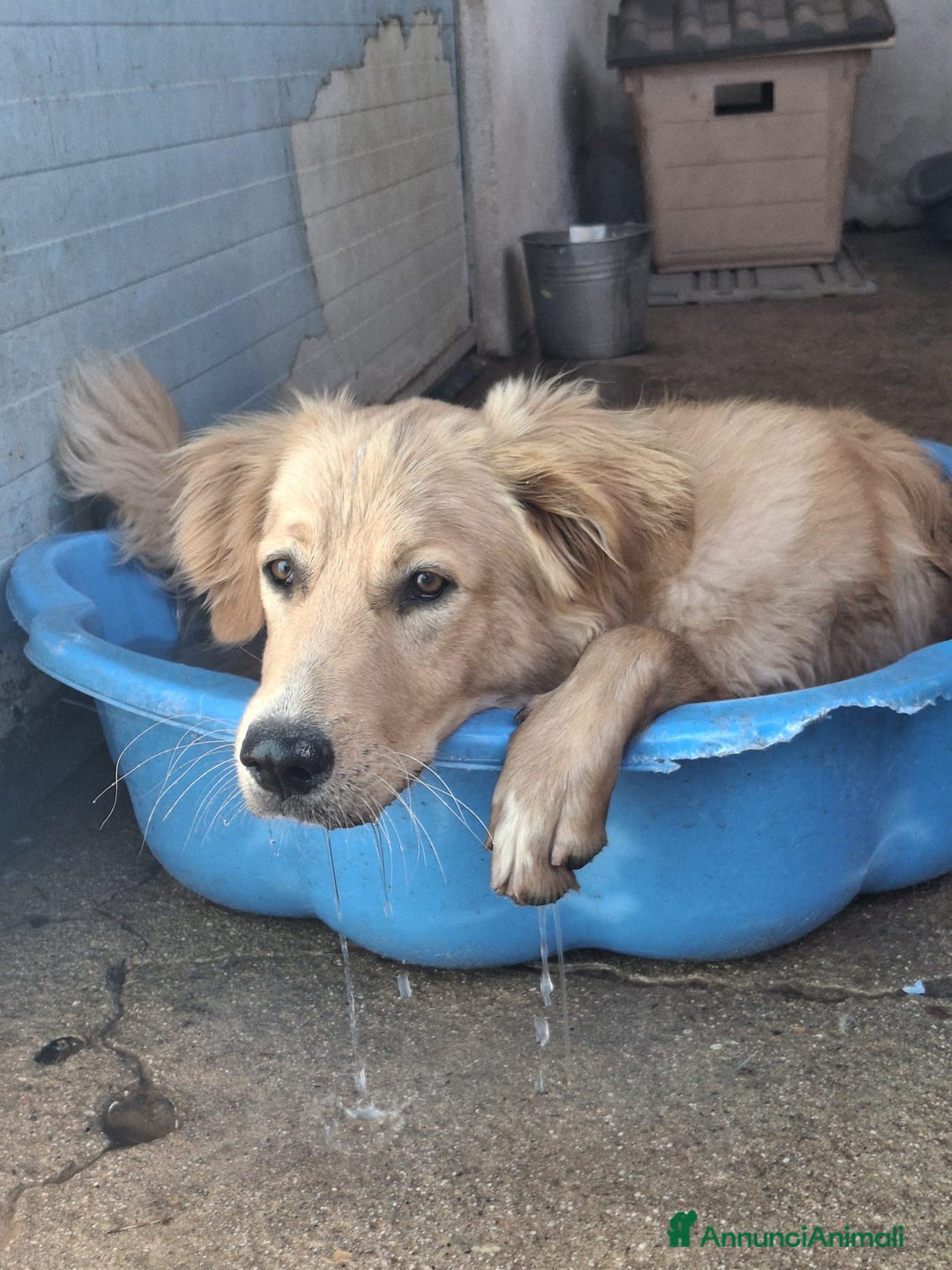 Meticcio cani in regalo: SCOTTY 💙 - il cucciolo invisibile 💔 a Provincia di Como - Immagine 7