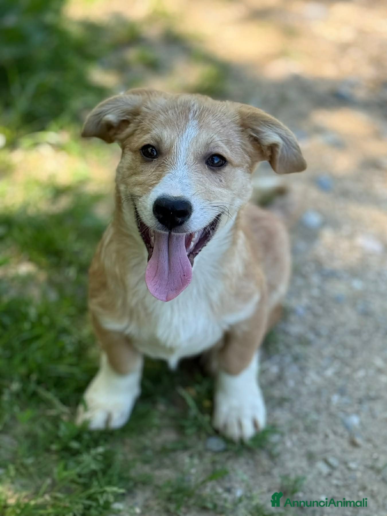 Meticcio cani in regalo: VITO, tenerissimo cucciolo TG MEDIO PICCOLA! - Annuncio 4