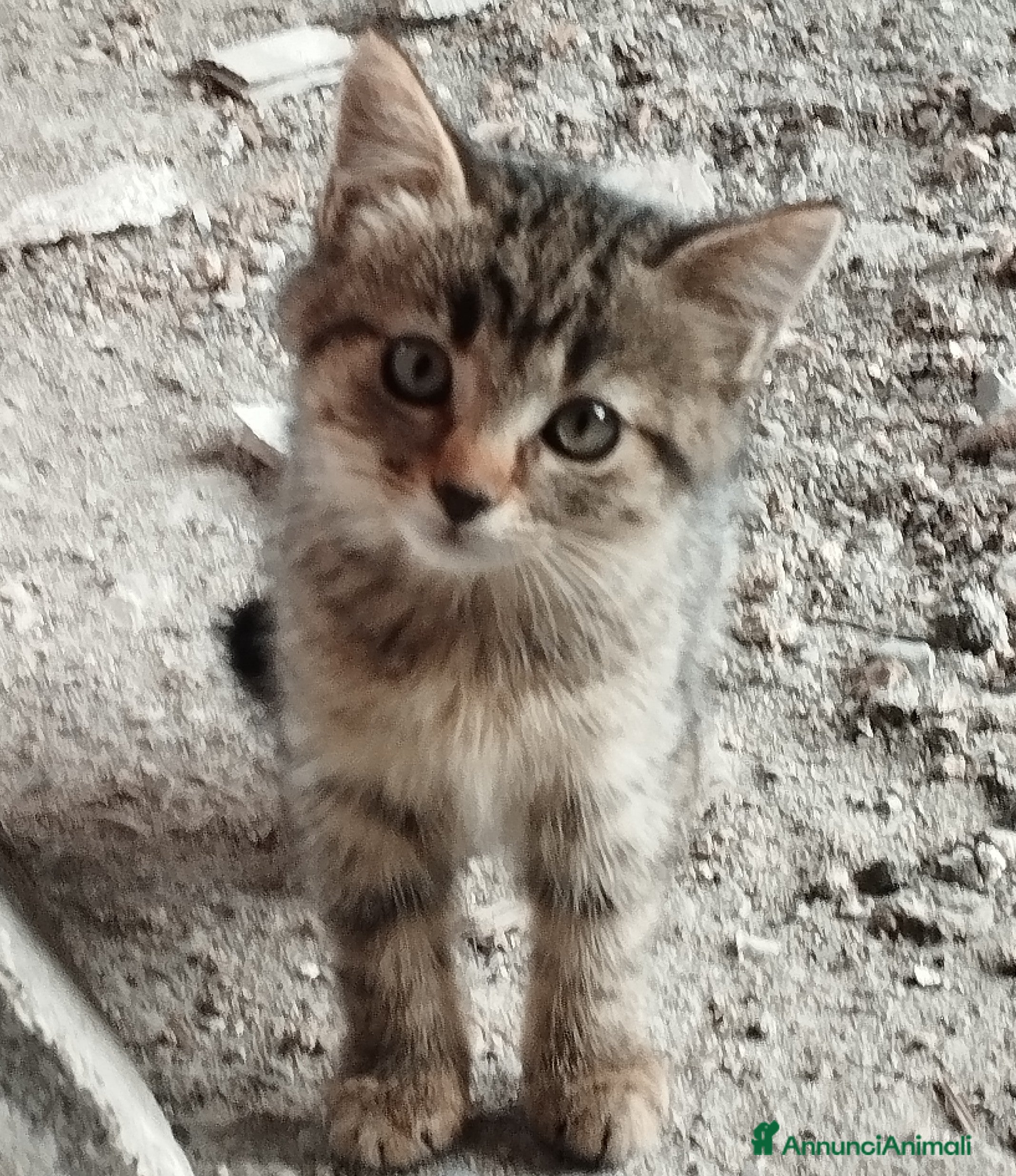 Europeo gatti 3 simpatici tigratini - Annuncio 13