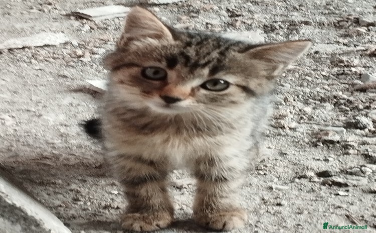 Europeo gatti 3 simpatici tigratini - Annuncio 5