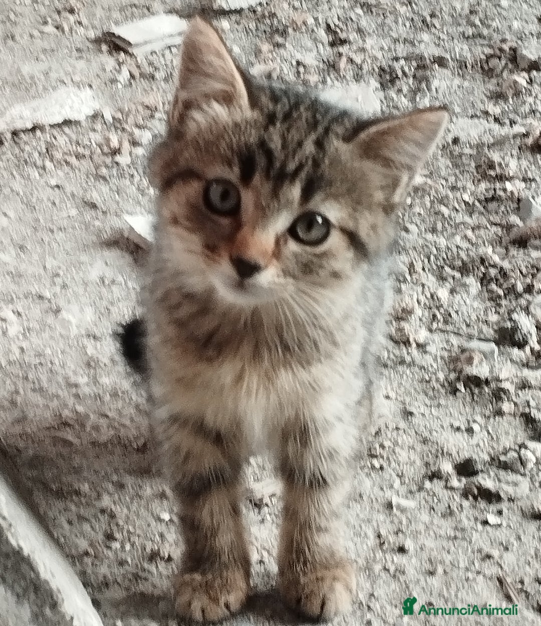 Europeo gatti in regalo: 3 simpatici tigratini - Annuncio 1