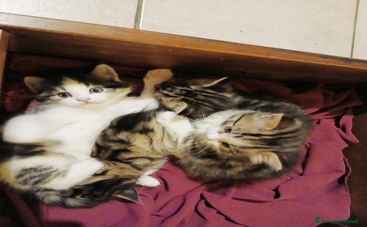 Altre razze gatti - Annuncio 1