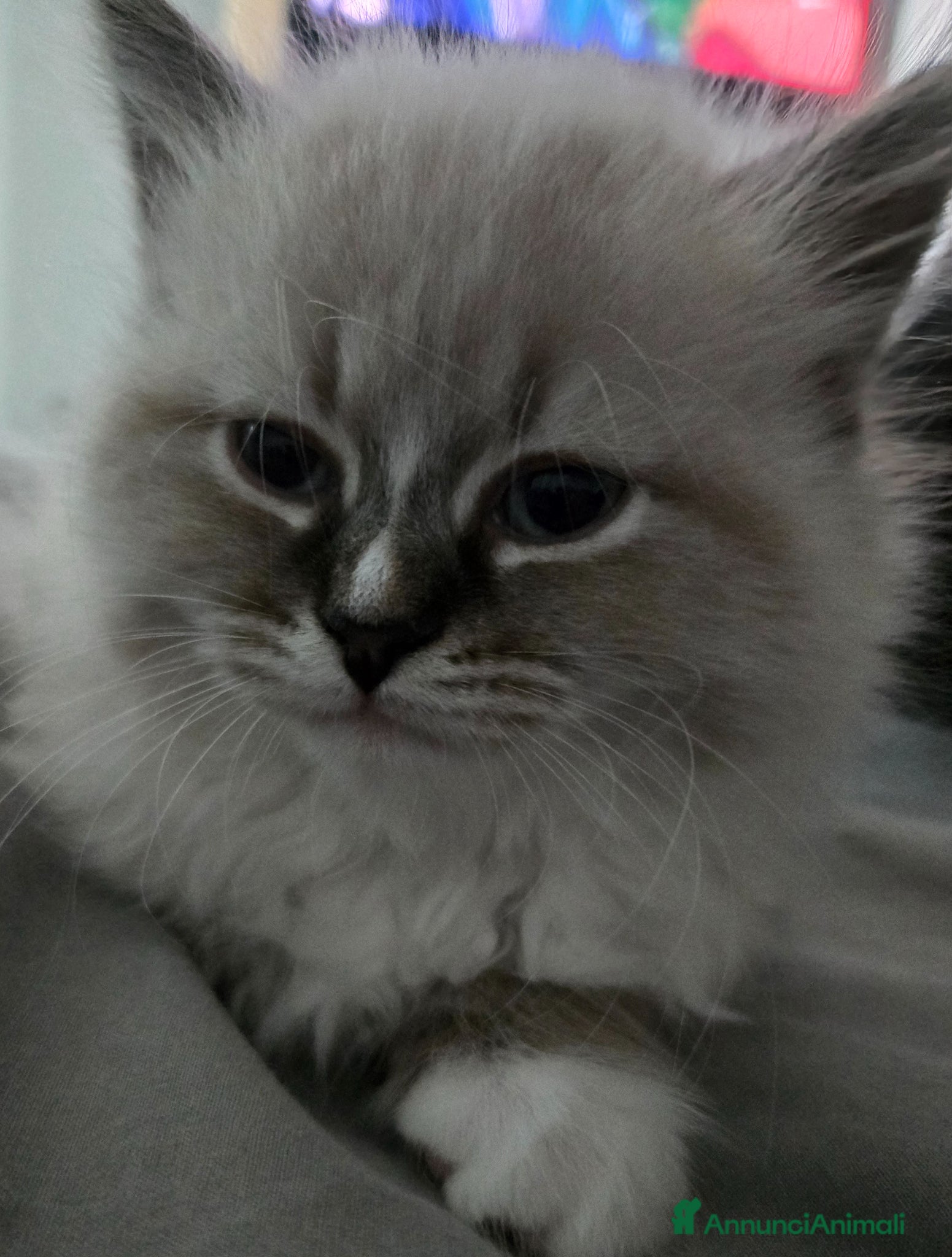 Siberiano gatti Cuccioli Siberiano - Annuncio 2