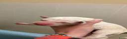Dalmata cani in vendita: Cuccioli di dalmata a Provincia di Campobasso - Annuncio 5