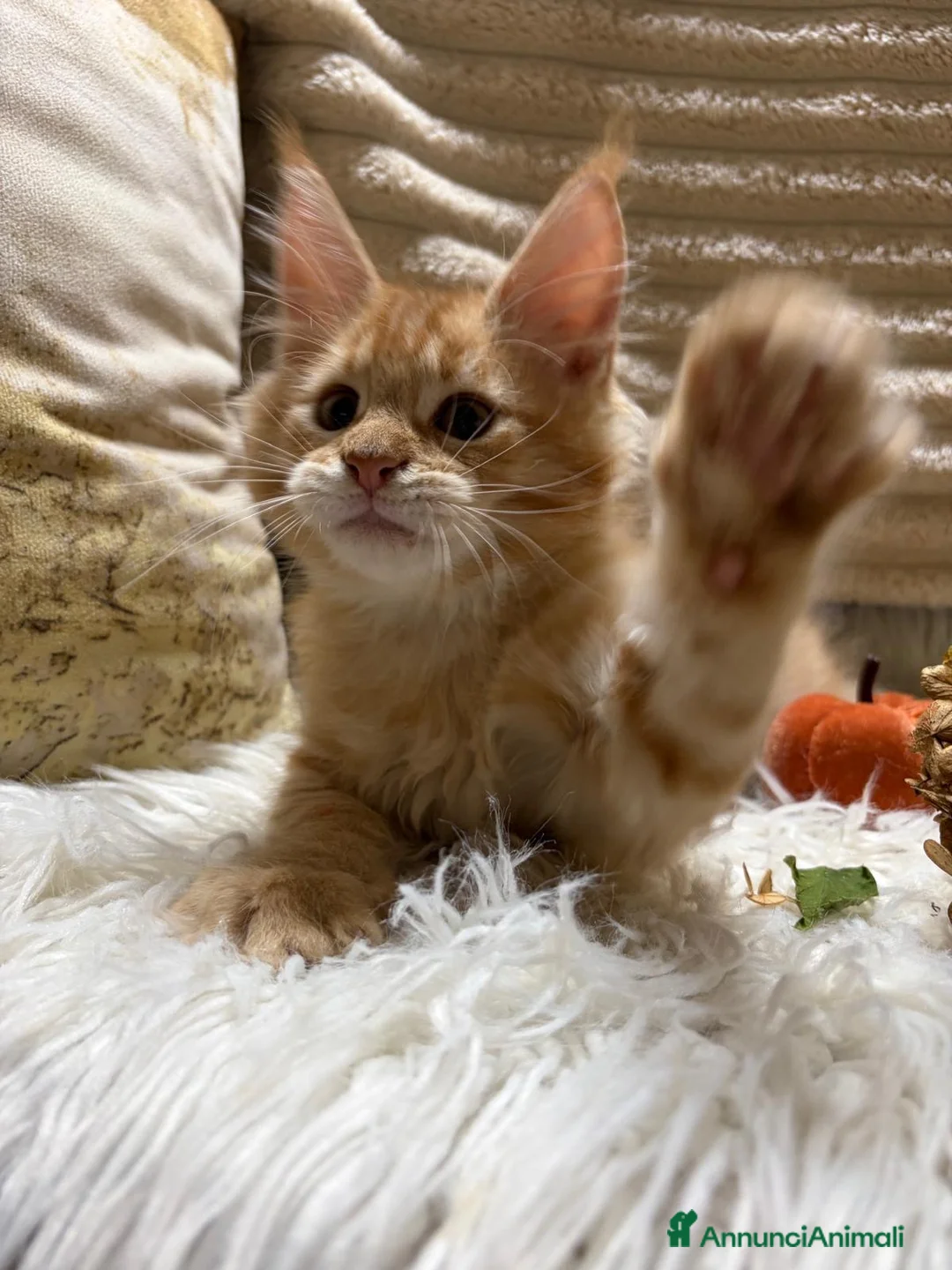 Maine Coon gatti in vendita: Cuccioli Maine Coon - Annuncio 2