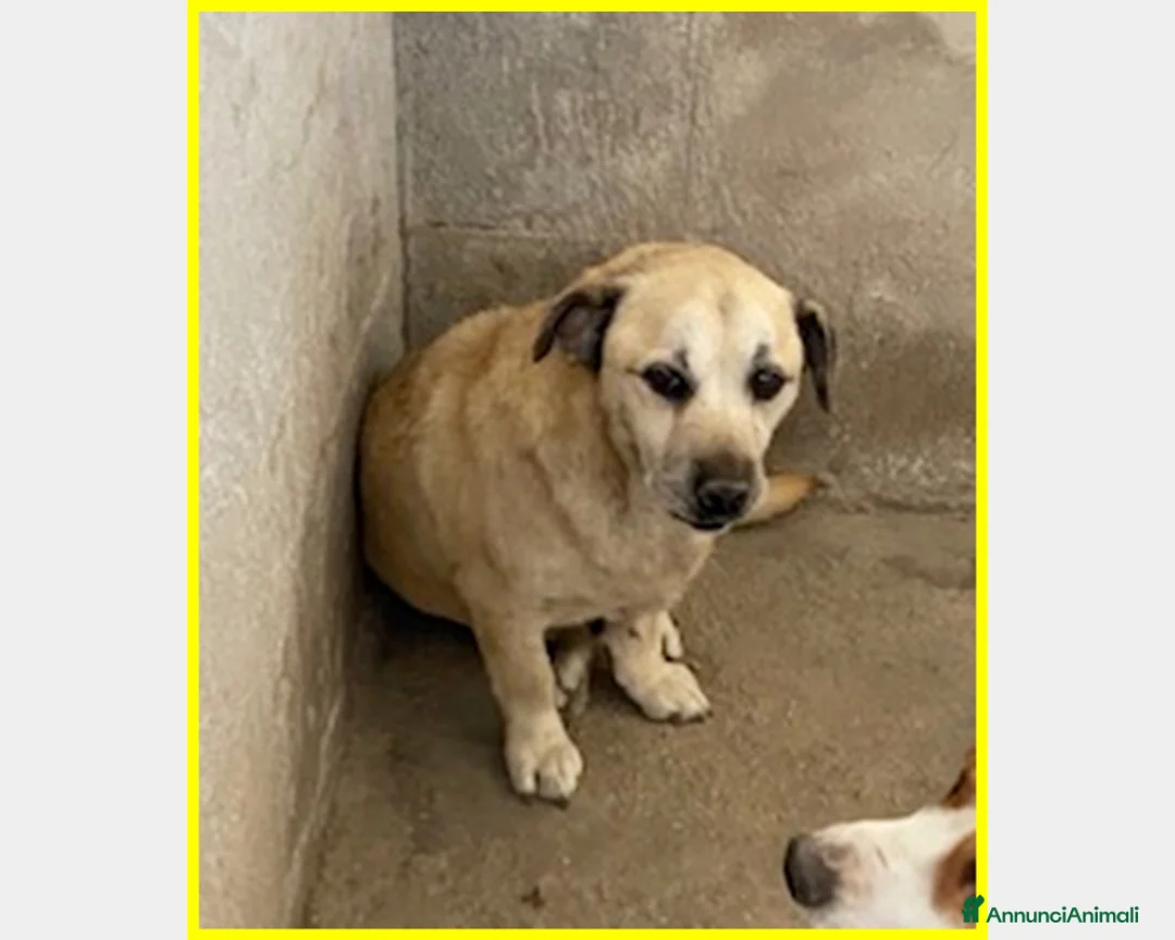 Meticcio cani in regalo: ADOZIONE D'AMORE PER PIA, PICCOLINA TERRORIZZATA I a Roma - Annuncio 2