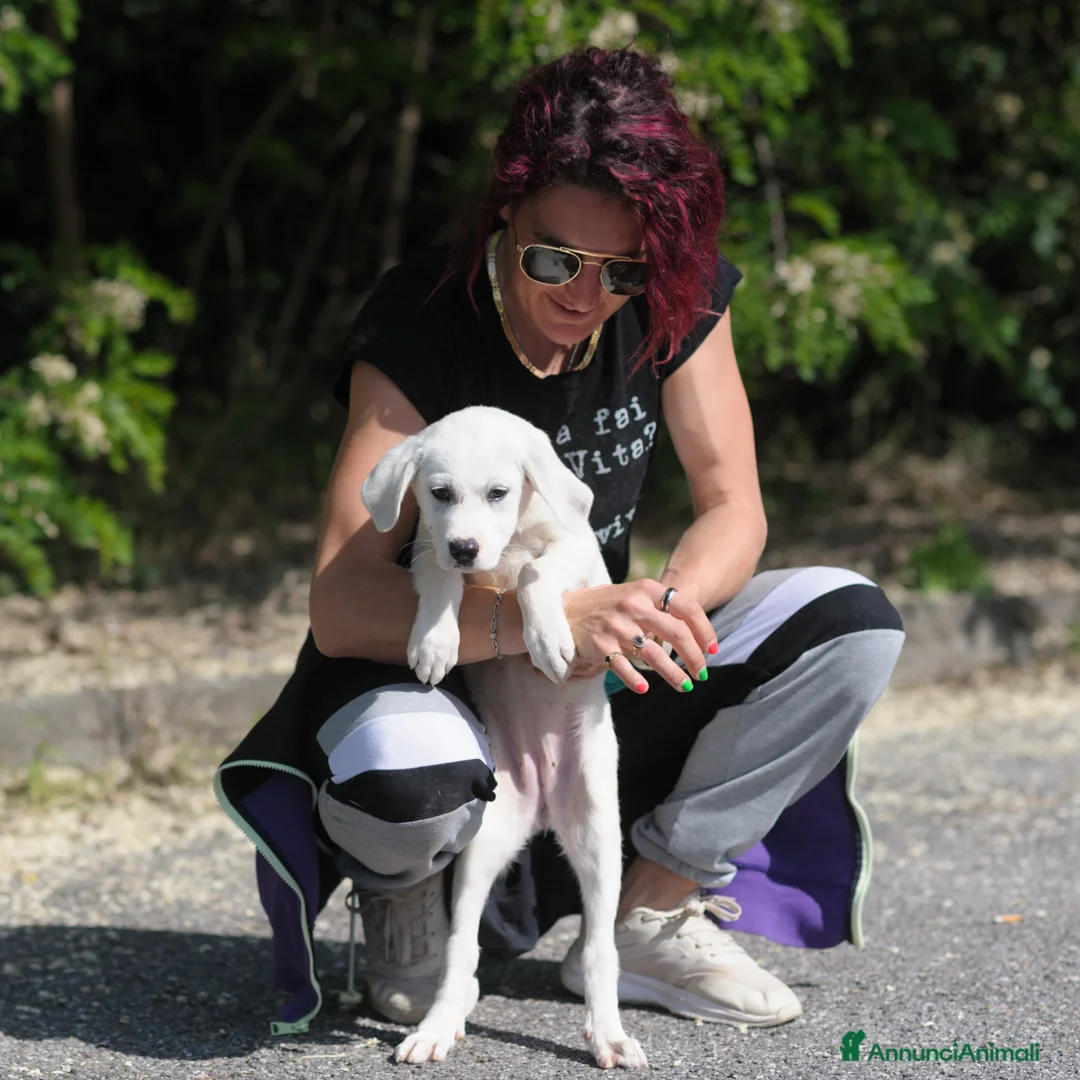 Meticcio cani in regalo: sophie  - Annuncio 2