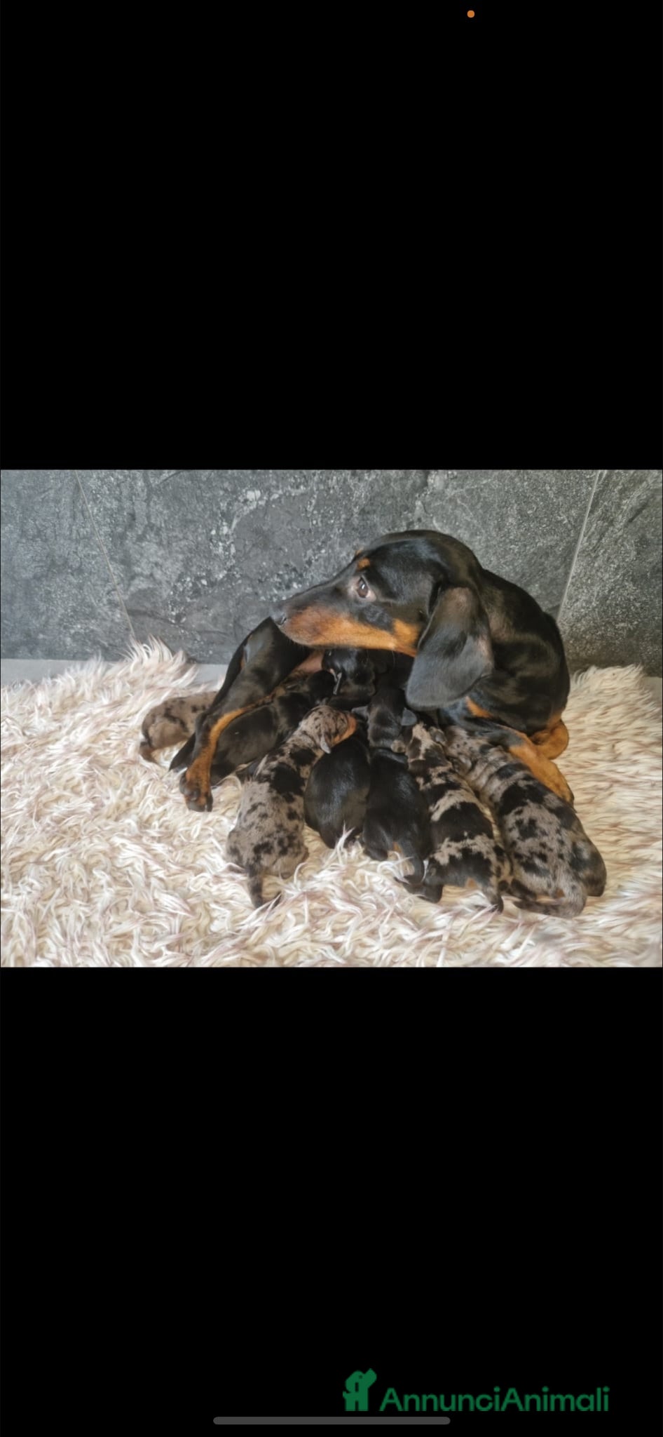 Bassotto cani Bassotto  - Annuncio 2