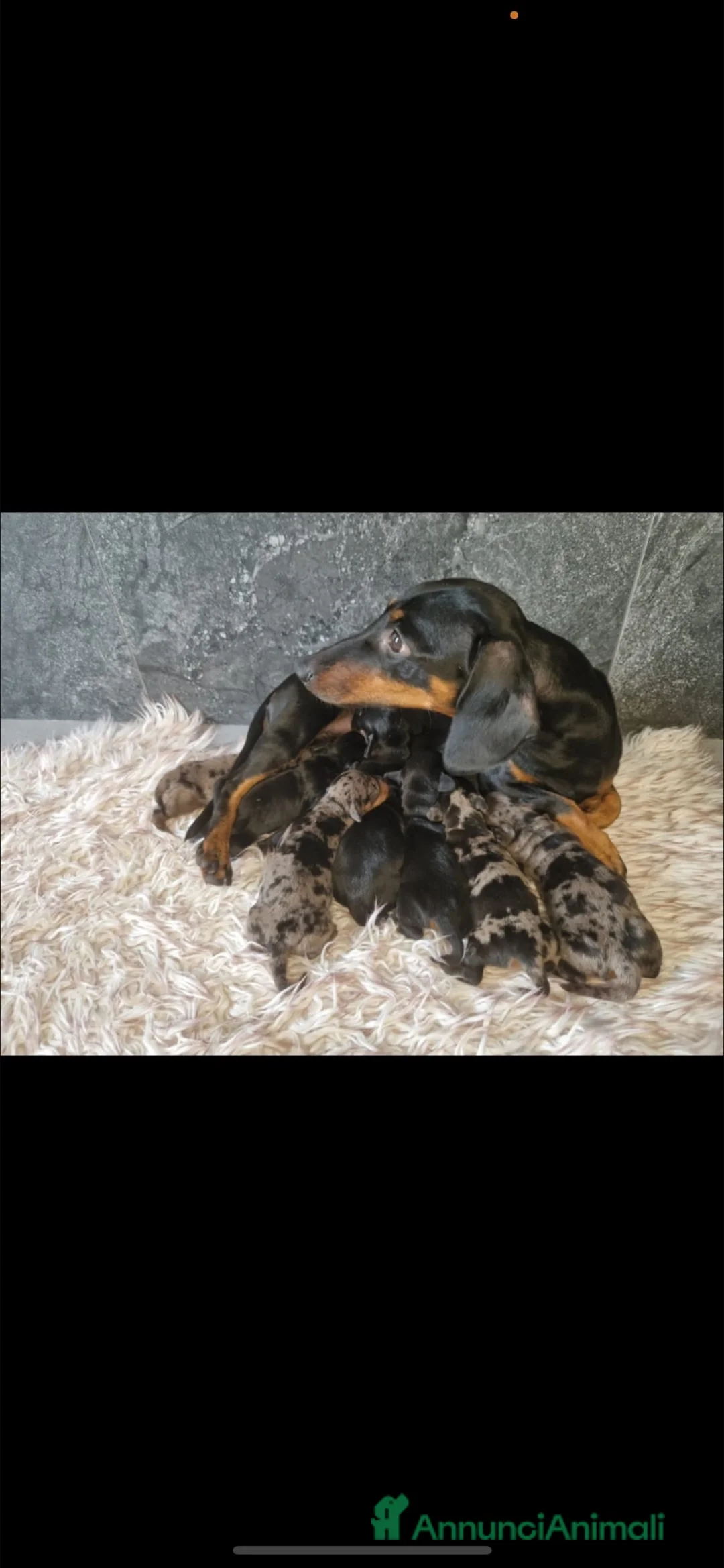 Bassotto cani in vendita: Bassotto  a Città metropolitana di Milano - Annuncio 1