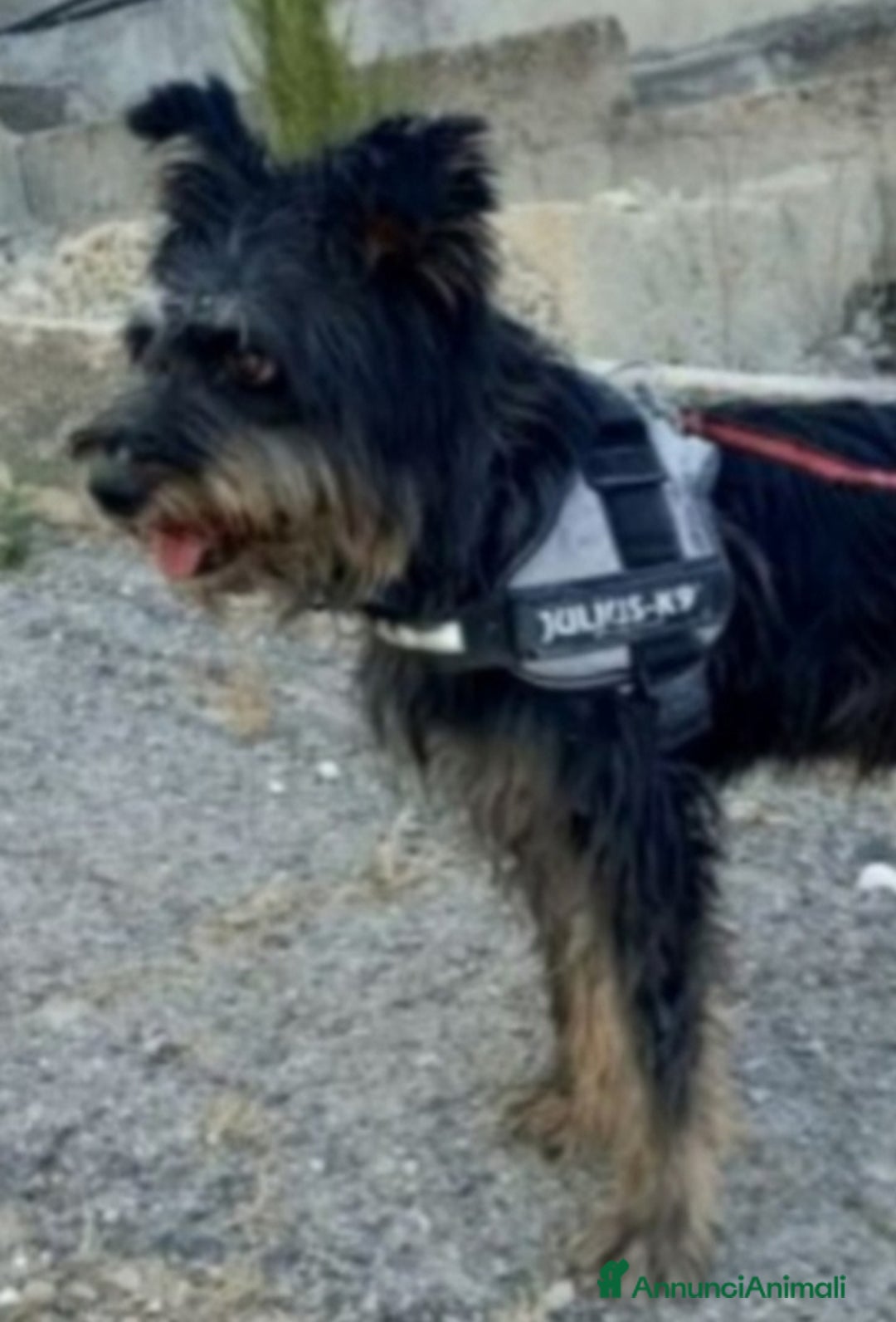 Meticcio cani in regalo: Milo 7anni aspetta casa da tanto..AGRIGENTO a Città metropolitana di Milano - Annuncio 1