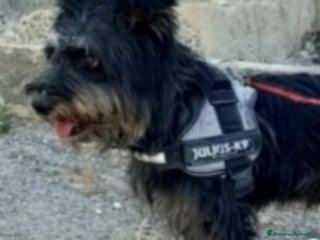 Meticcio cani Milo 7anni aspetta casa da tanto..AGRIGENTO a Città metropolitana di Milano - Annuncio 26