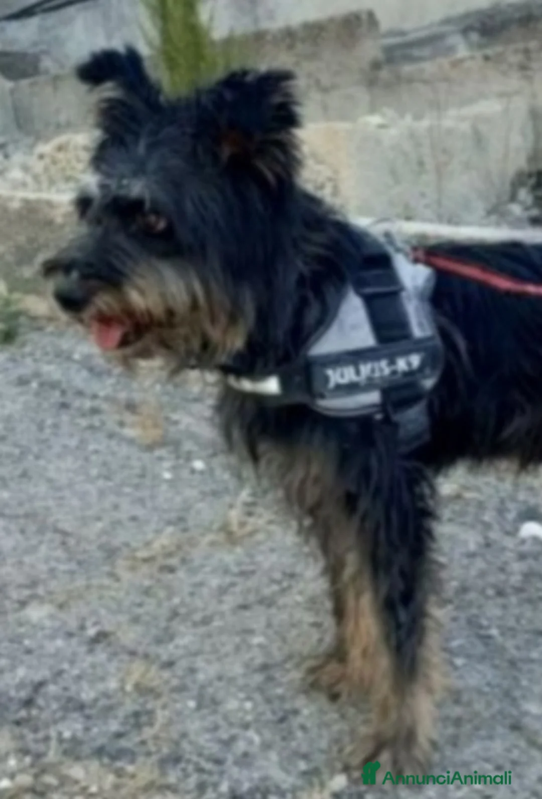 Meticcio cani in regalo: Milo 7anni aspetta casa da tanto..AGRIGENTO a Città metropolitana di Milano - Annuncio 1