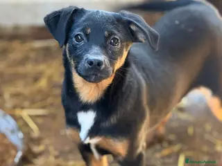 Meticcio cani JUDI, cucciola coccolona TG MEDIO PICCOLA - Annuncio 31