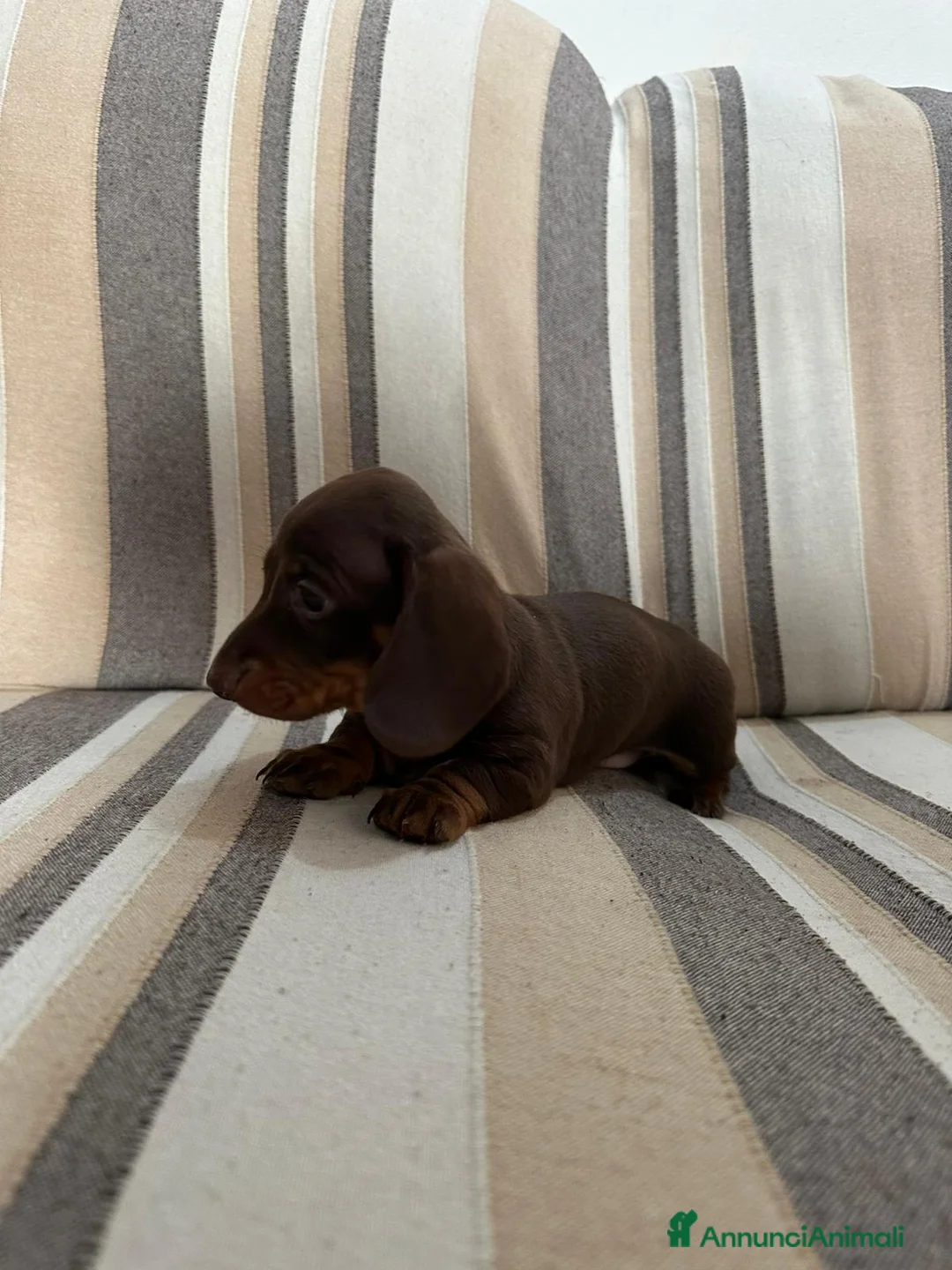 Bassotto cani in vendita: Disponibile femmina cioccolato  - Annuncio 2