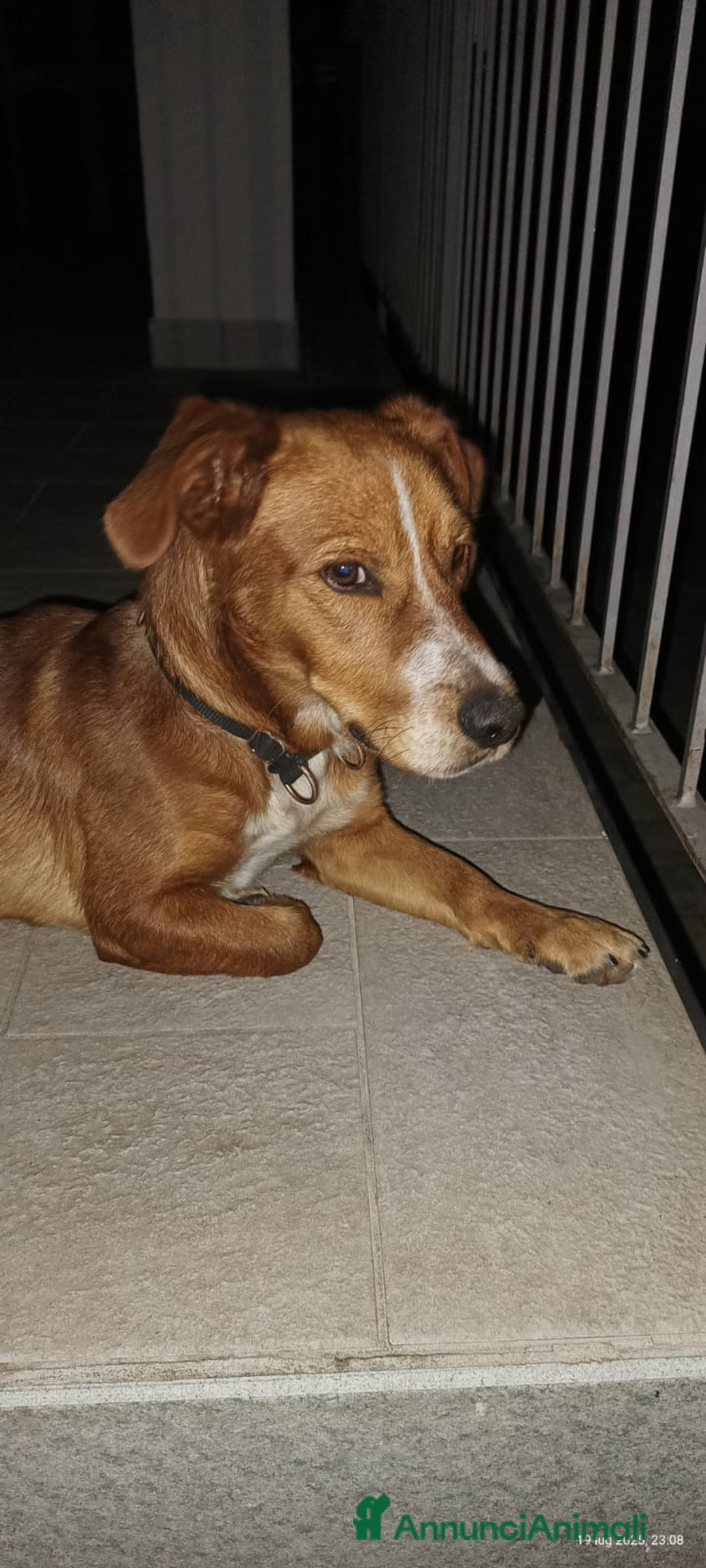 Meticcio cani in regalo: Bucky: cane di due anni - Annuncio 3