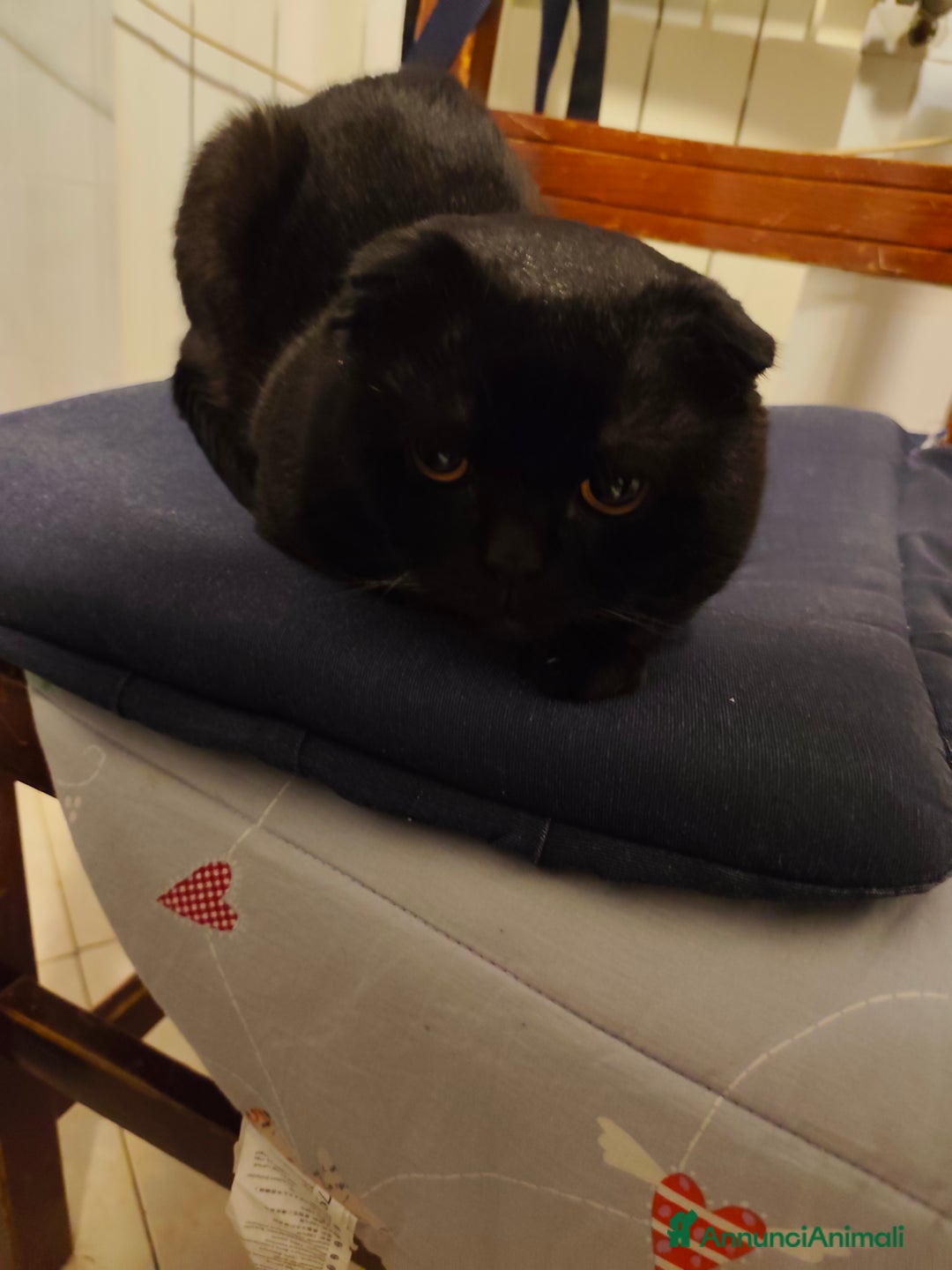 Scottish gatti per accoppiamento: 🐾 Scottish Fold cerca fidanzata 🐾 - Annuncio 2