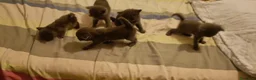 Scottish gatti in vendita: Gattini scottish  - Annuncio 7