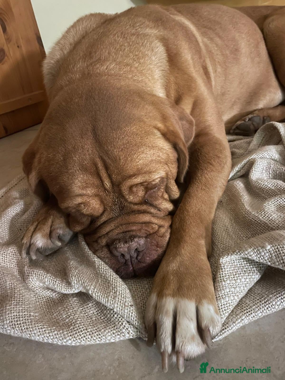 Dogue de Bordeaux cani cane di taglia medio/grande - Annuncio 1