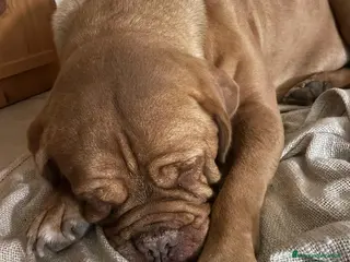 Dogue de Bordeaux cani cane di taglia medio/grande - Annuncio 1