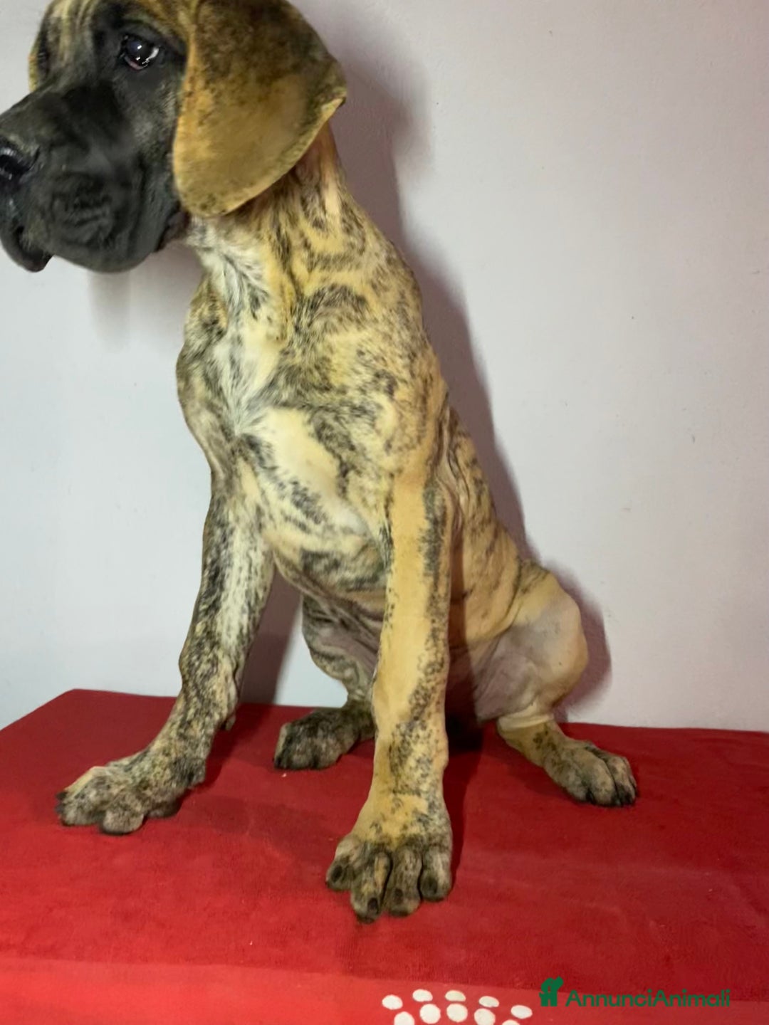 Alano cani in vendita: Alano tigrato  - Annuncio 4