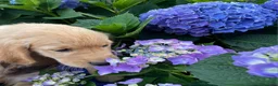 Golden Retriever cani in vendita: CUCCIOLI GOLDEN RETRIEVER  - Annuncio 15