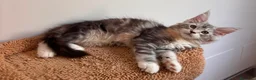 Maine Coon gatti in vendita: Maine coon con pedigree  - Annuncio 8