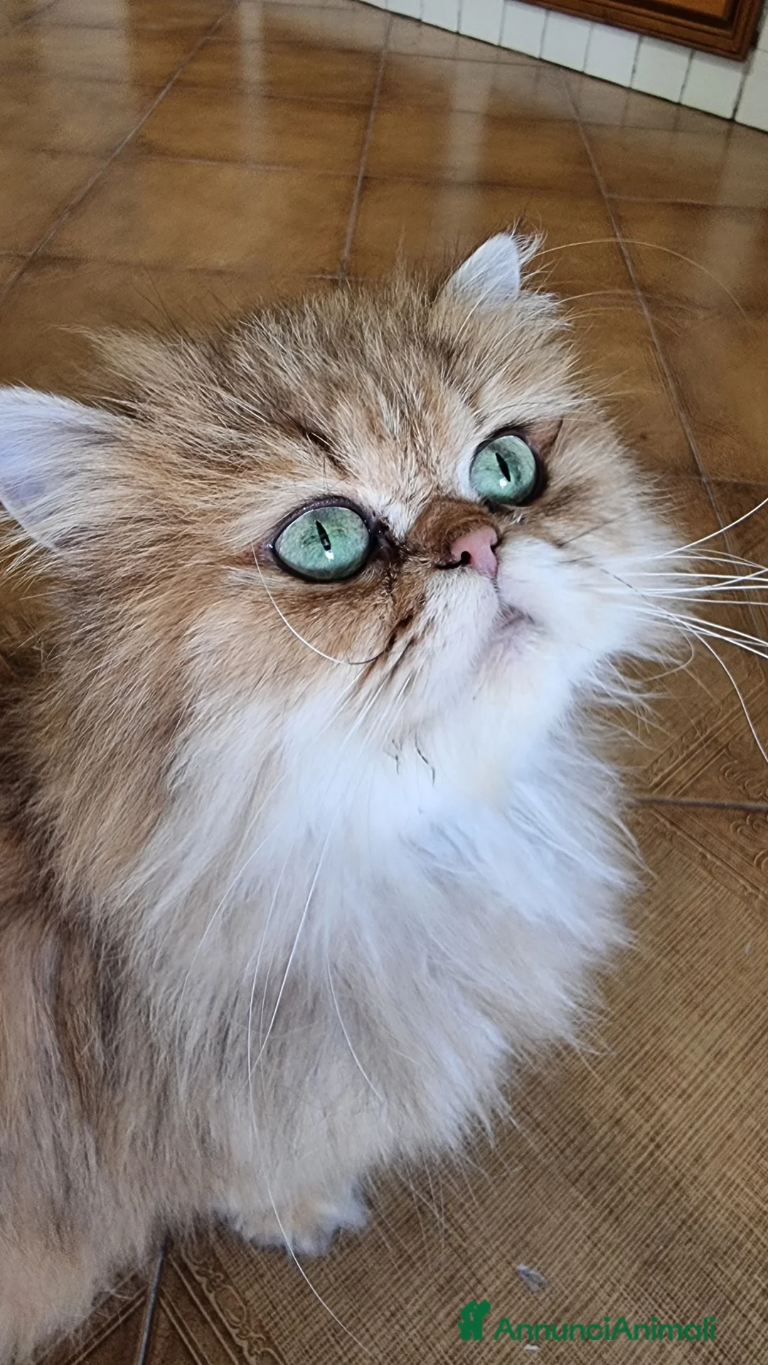 British gatti in vendita: Gattini british longhair  - Annuncio 1