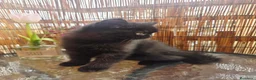 Persiano gatti in vendita: VOLEVO UN GATTO NERO 🎶 - Annuncio 5