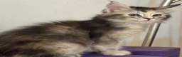 Maine Coon gatti in vendita: Cucciola Maine coon shaded pedigree tre rate - Annuncio 14