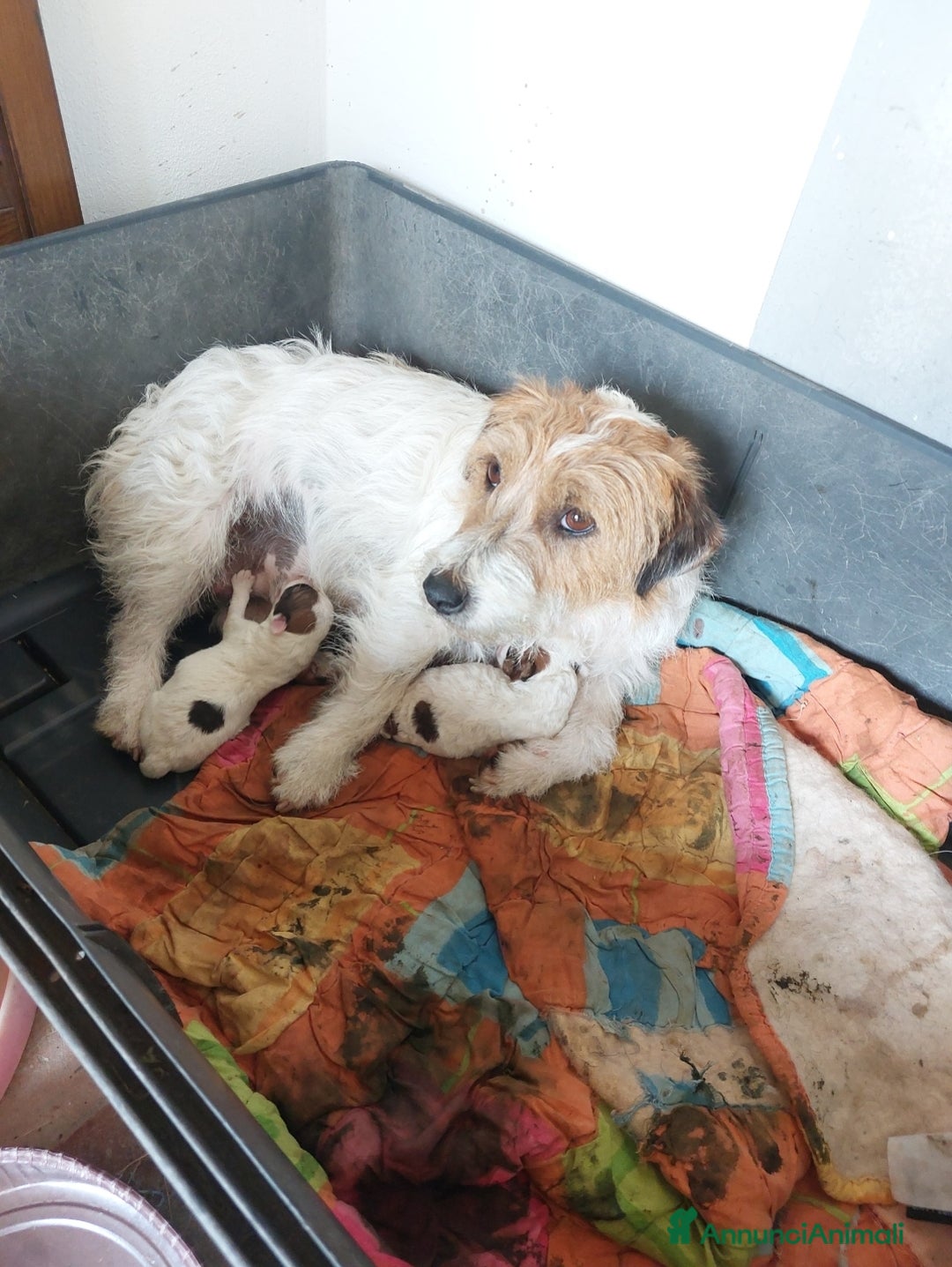 Jack Russell cani in vendita: Vendo cucciolo maschio Jack Russel con pedigree  a Città Metropolitana di Firenze - Immagine 4