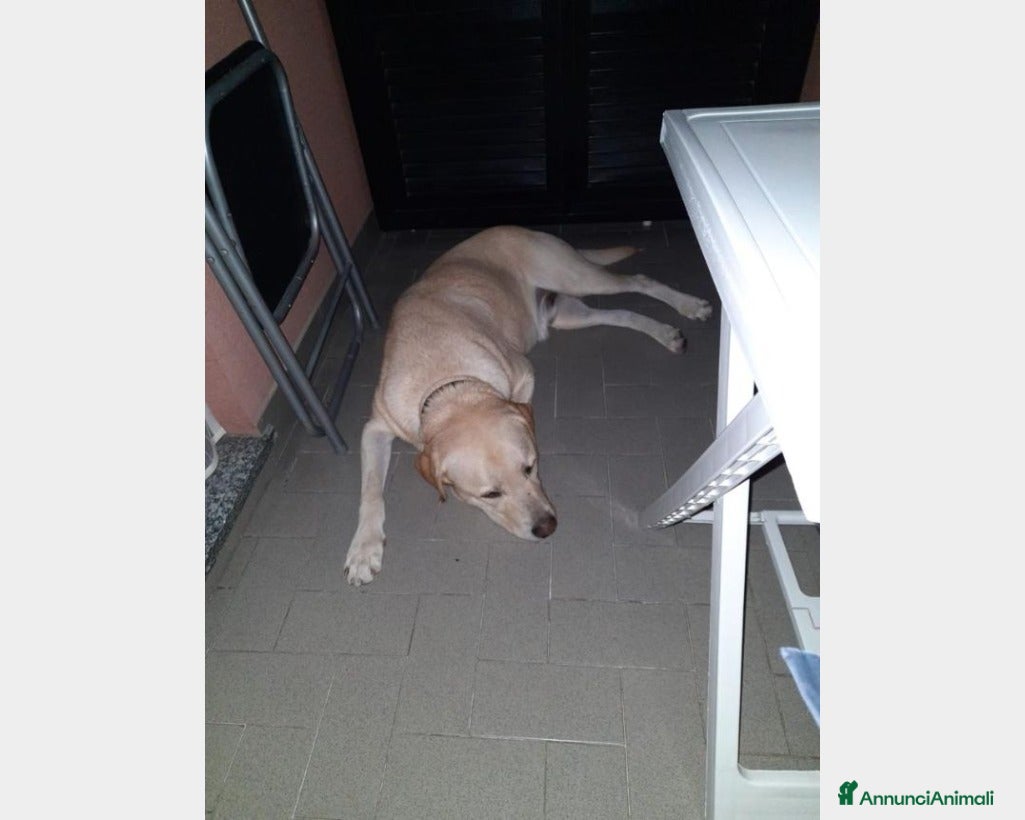 Labrador cani Simil Labrador 4anni DA MILANO TORNATO IN SICILIA! a Milano - Annuncio 2