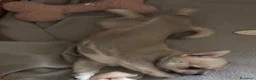 Chihuahua cani in vendita: Cuccioli chihuahua a Provincia di Cremona - Annuncio 4