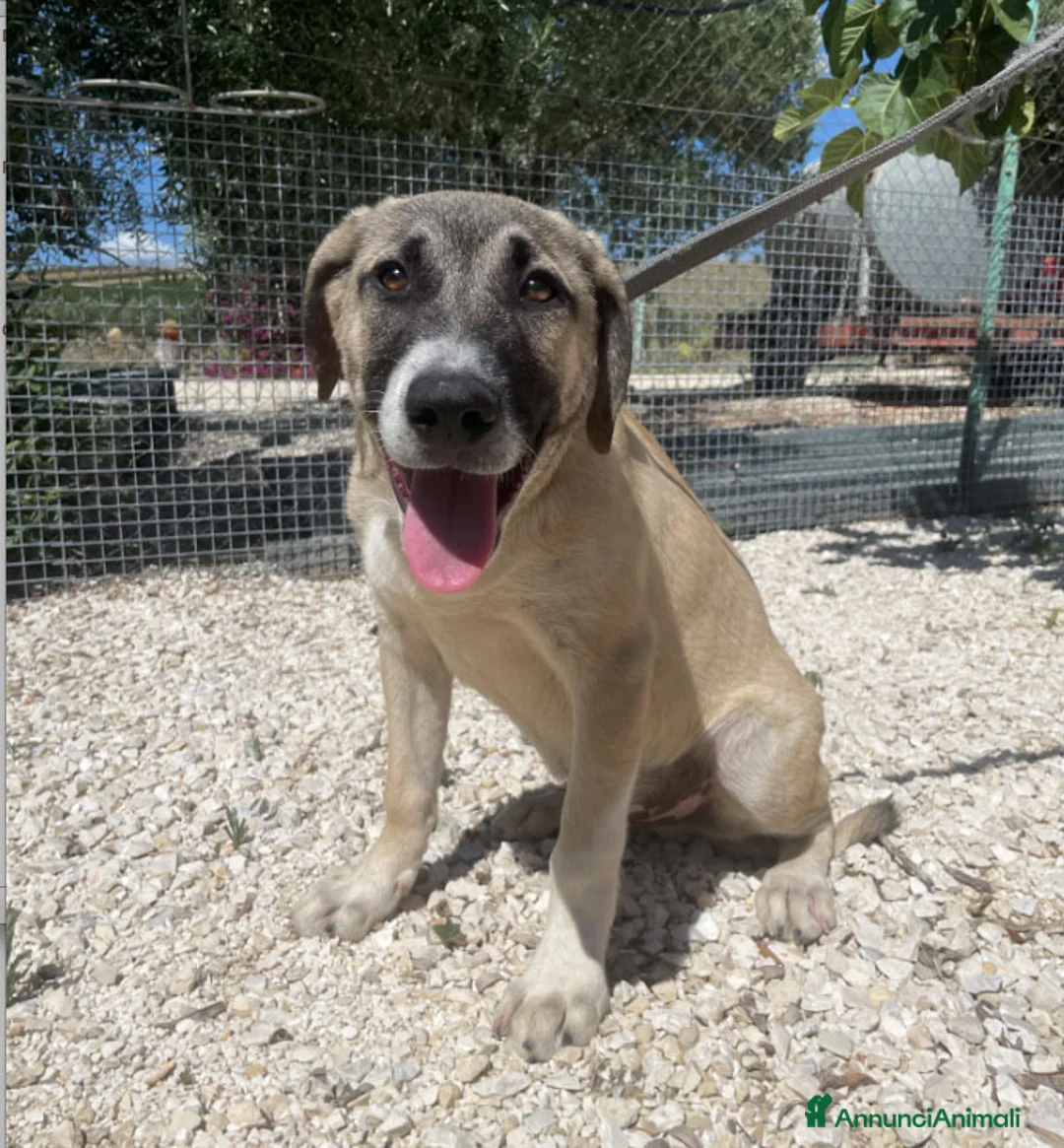 Altre razze cani in regalo: ALBA ARGO ATHENA E ATHOS - Annuncio 3