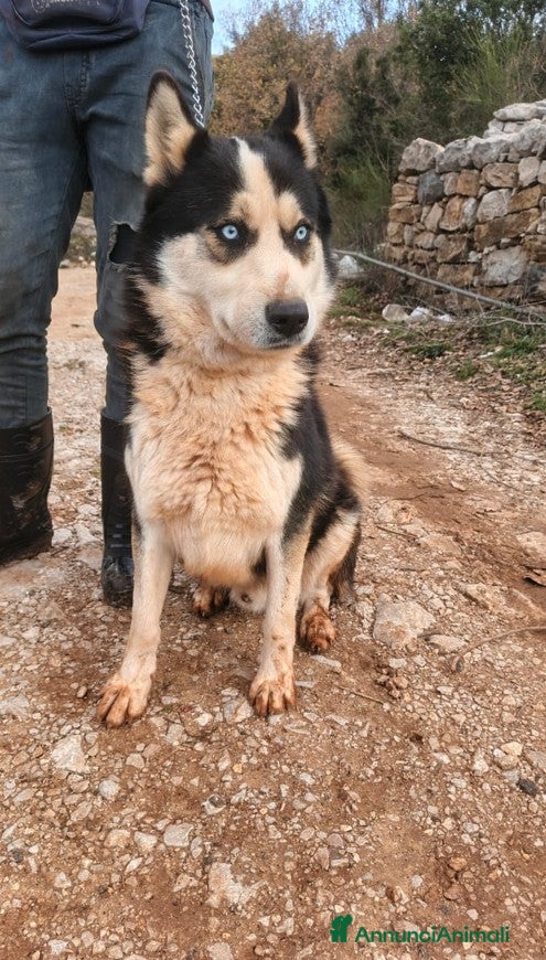 Meticcio cani Simba, uno splendido simil Malamute - Annuncio 1