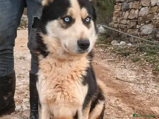 Meticcio cani in regalo: Simba, uno splendido simil Malamute - Annuncio 3