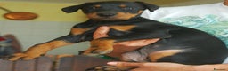 Dobermann cani in vendita: Dobermann cuccioli - Annuncio 3