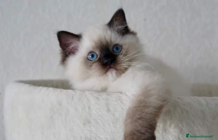 Ragdoll gatti Bellissimi cuccioli di ragdoll  - Annuncio 25