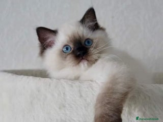 Ragdoll gatti Bellissimi cuccioli di ragdoll - Annuncio 2