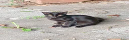 Meticcio gatti in regalo: Regalo gattini abbandonati  a Provincia di Vicenza - Annuncio 3