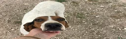 Segugio cani in regalo: MAMMA e FIGLIA - Annuncio 4