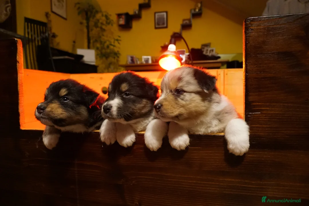 Australian Shepherd cani in vendita: Cucciolata Australian Shepherd  - Annuncio 11
