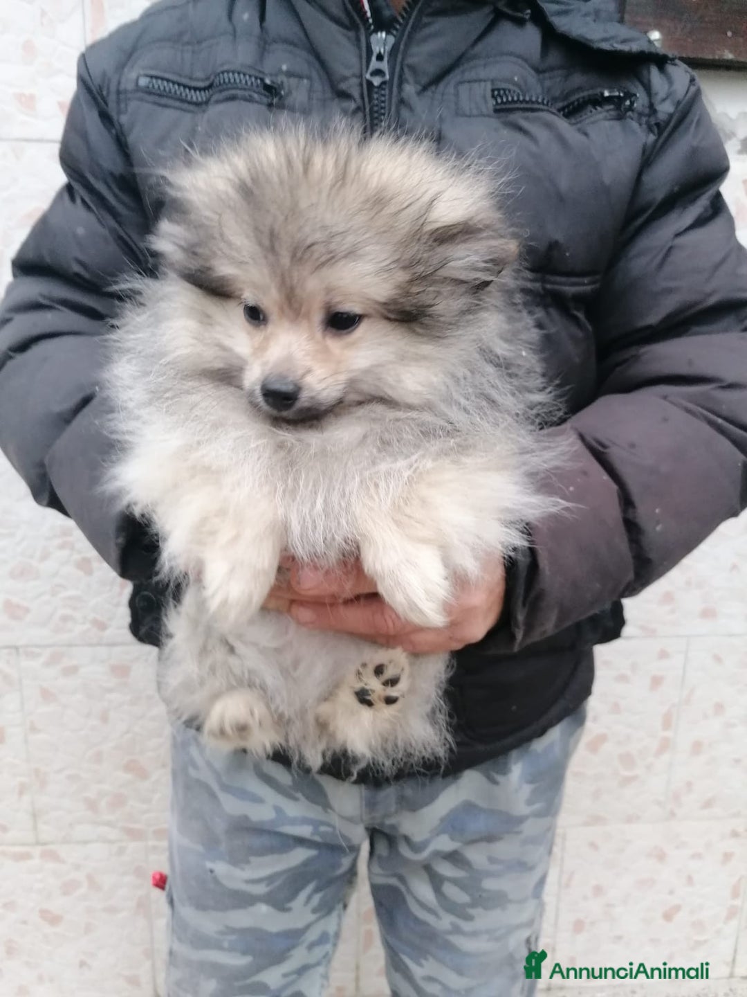 Volpino Pomerania cani in vendita: Volpino pomerania cucciolo maschio - Annuncio 2