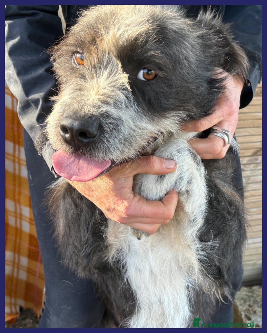 Meticcio cani in regalo: ROCCO bellissimo e pieno di vita urgente - Annuncio 4