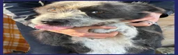 Meticcio cani in regalo: ROCCO bellissimo e pieno di vita urgente - Annuncio 4